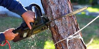 Best Root Management and Removal  in Shelby, MT