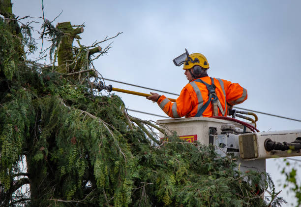 Best Tree Health Inspection  in Shelby, MT