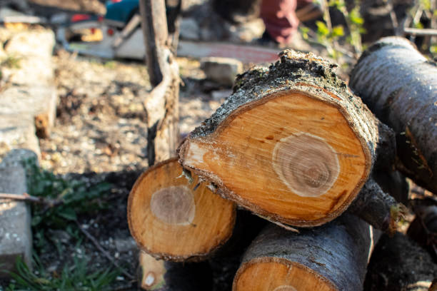 Best Tree Risk Assessment  in Shelby, MT