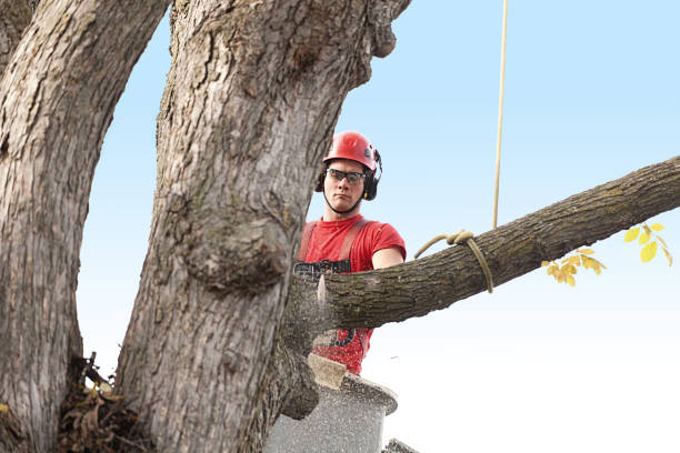 Best Fruit Tree Pruning  in Shelby, MT